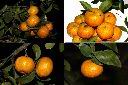 砂糖橘-實2.jpg