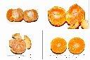 砂糖橘-瓢瓤2.jpg