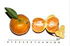砂糖橘-瓢瓤03.JPG