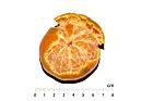 砂糖橘-瓢瓤32.JPG
