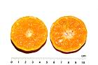砂糖橘-瓢瓤42.JPG