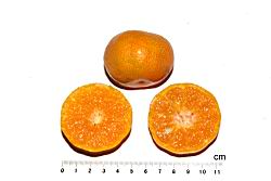 砂糖橘-瓢瓤05.JPG