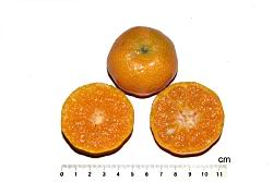 砂糖橘-瓢瓤06.JPG