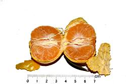 砂糖橘-瓢瓤15.JPG
