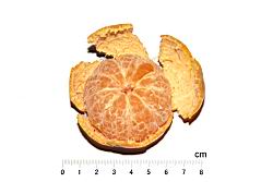 砂糖橘-瓢瓤30.JPG