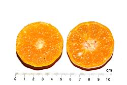 砂糖橘-瓢瓤43.JPG