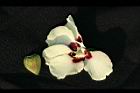 秋葵-花瓣0.jpg