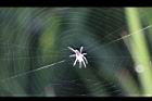 蜘蛛3.jpg