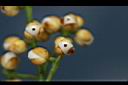 穗花樹蘭-花1.jpg