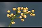 穗花樹蘭-花2.jpg