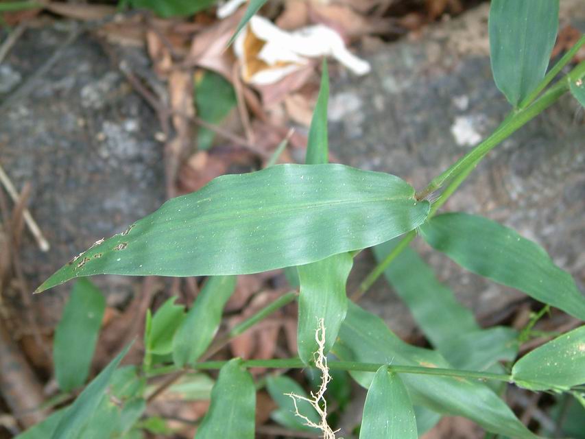 竹葉草