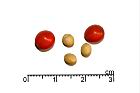 紅果金粟蘭-種子05.JPG