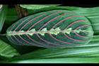 紅脈豹紋竹芋-葉4.jpg