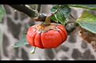 紅茄-紅實2.jpg