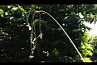 紅鞘垂花水竹芋-花序19.JPG
