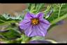 紫光茄-花2.jpg