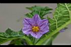 紫光茄-花3.jpg