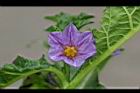 紫光茄-花4.jpg