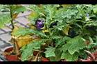 紫光茄6.jpg