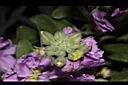 紫羅蘭-花苞00.JPG