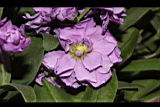 紫羅蘭-花14.JPG