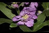 紫羅蘭-花15.JPG