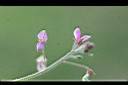 紫花山螞蝗-花0.jpg