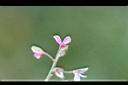 紫花山螞蝗-花5.jpg