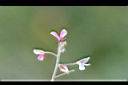 紫花山螞蝗-花6.jpg