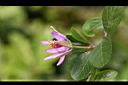 紫花捕魚木-柄萼0.jpg