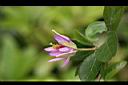 紫花捕魚木-柄萼1.jpg