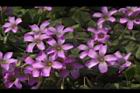 紫花酢漿草-花13.JPG