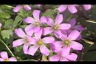 紫花酢漿草-花16.JPG