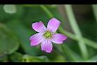 紫花酢漿草-花21.jpg