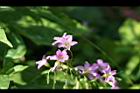 紫花酢漿草05.jpg