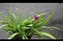 紫苞舌蘭06.JPG