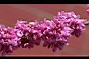 紫荊-花09.JPG