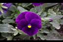 紫菫花-花06.JPG