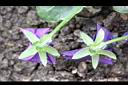 紫菫花-花萼0.JPG