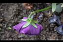 紫菫花-花萼1.JPG