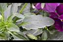 紫菫花-葉1.JPG