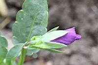 紫菫花-花苞1.JPG