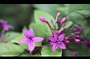 紫雲杜鵑-花.jpg