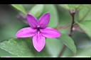 紫雲杜鵑-花0.jpg
