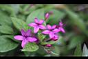 紫雲杜鵑-花1.jpg