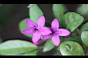 紫雲杜鵑-花2.jpg