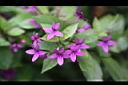 紫雲杜鵑-花4.jpg
