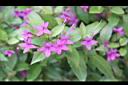 紫雲杜鵑-花6.jpg