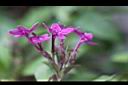 紫雲杜鵑-花筒.jpg