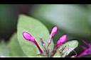 紫雲杜鵑-花苞.jpg